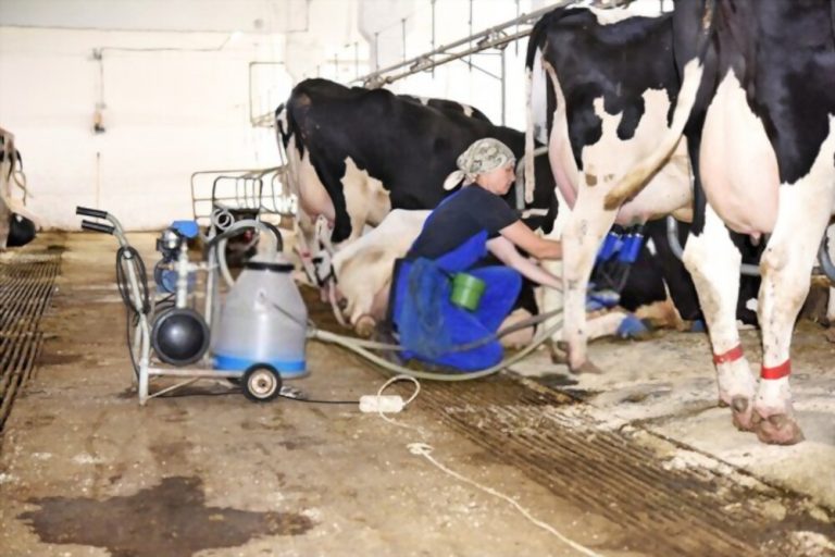 FSSAI for Milk Chilling Units